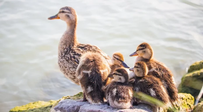Name Something Ducks Do (Answers) Name Something Ducks Do
