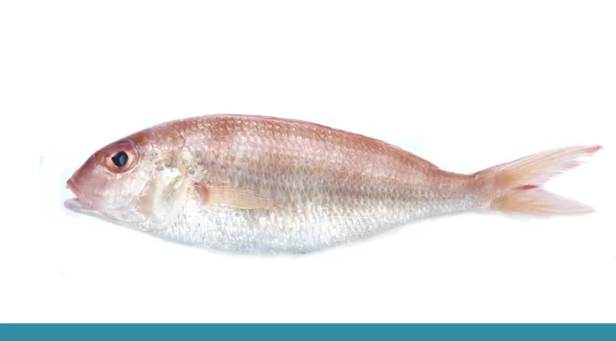 Name a Type of Edible Fish (Answers) Name a Type of Edible Fish