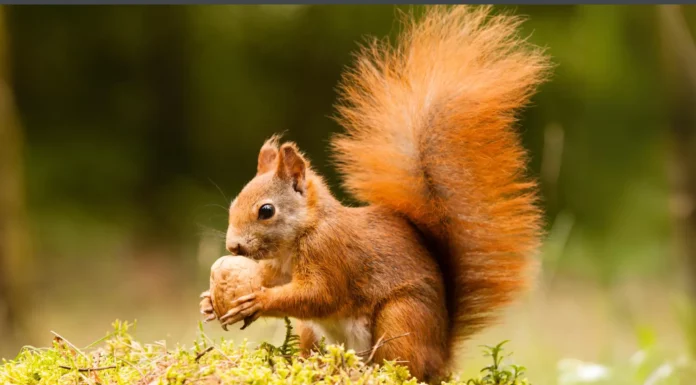 Name an Animal With a Fluffy Tail (Answers) Name an Animal With a Fluffy Tail