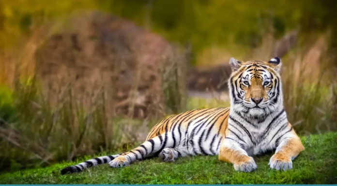 Name an Animal You Might Find in India (Answers) Name an Animal You Might Find in India