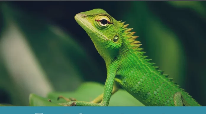 Top 7 Green Animals (Answers) Top 7 Green Animals