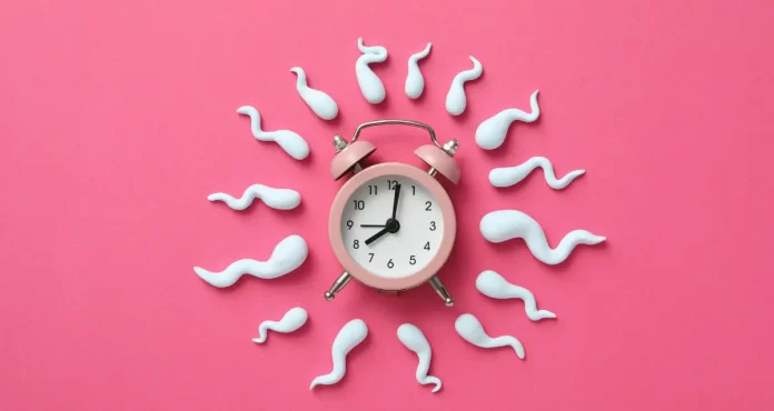 How Does Ovulation Impact Fertility