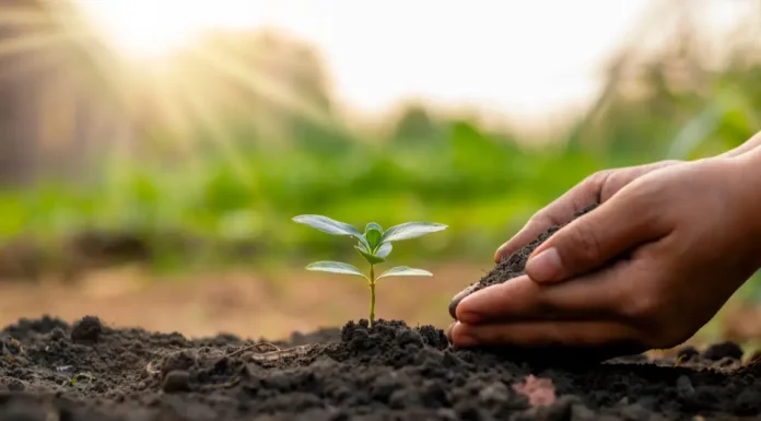 Healing Through Nature: The Therapeutic Benefits Of Planting Trees In Memory Therapeutic Benefits Of Planting Trees In Memory