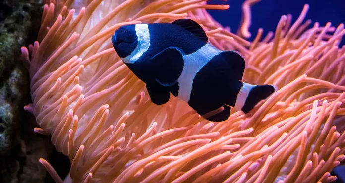 Discovering the Diversity of Black Clownfish Species