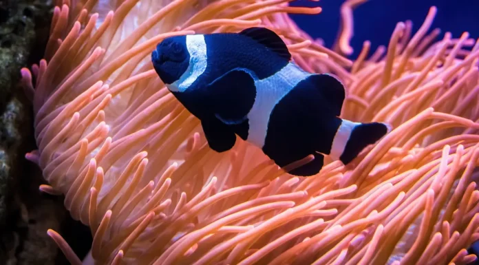 Discovering the Diversity of Black Clownfish Species Discovering the Diversity of Black Clownfish Species