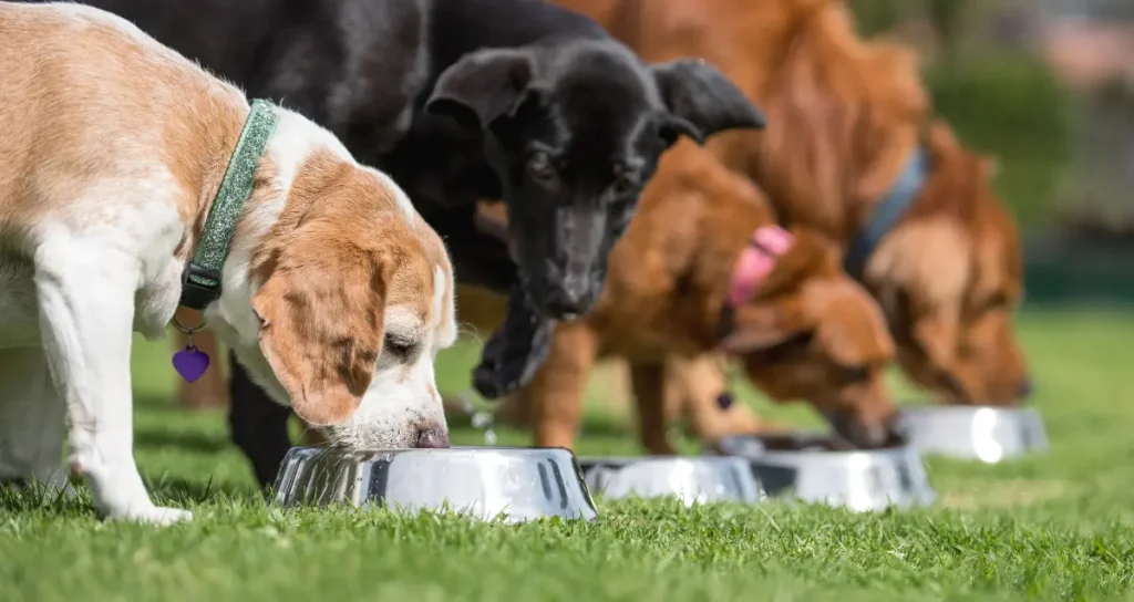 Dogs eating