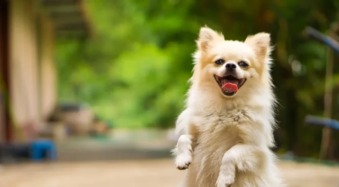 From Puppies to Seniors: 9 Ways Dog Salmon Oil Benefits Dogs of All Ages From Puppies to Seniors 9 Ways Dog Salmon Oil Benefits Dogs of All Ages