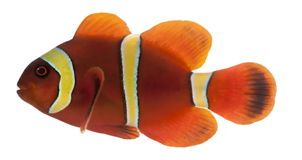 Maroon Clownfish