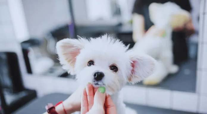 The Best Little Dogs: Understanding Grooming Needs and Care Little Dog Grooming
