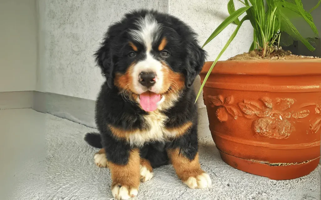 Mini Bernese