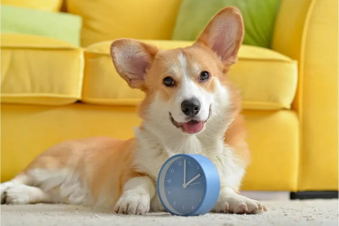 Fun and Engaging Activities to Keep Your Trained Dog Mentally Stimulated