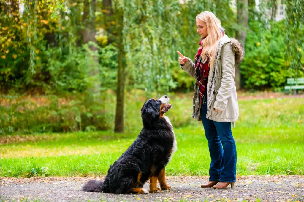 Obedience Training