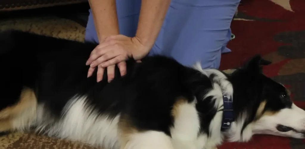 How to do CPR on a Dog 