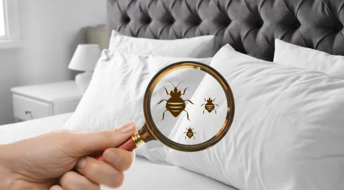 The Impact of Tiny House Bugs on Your Health and Well-being The Impact of Tiny House Bugs on Your Health and Well-being
