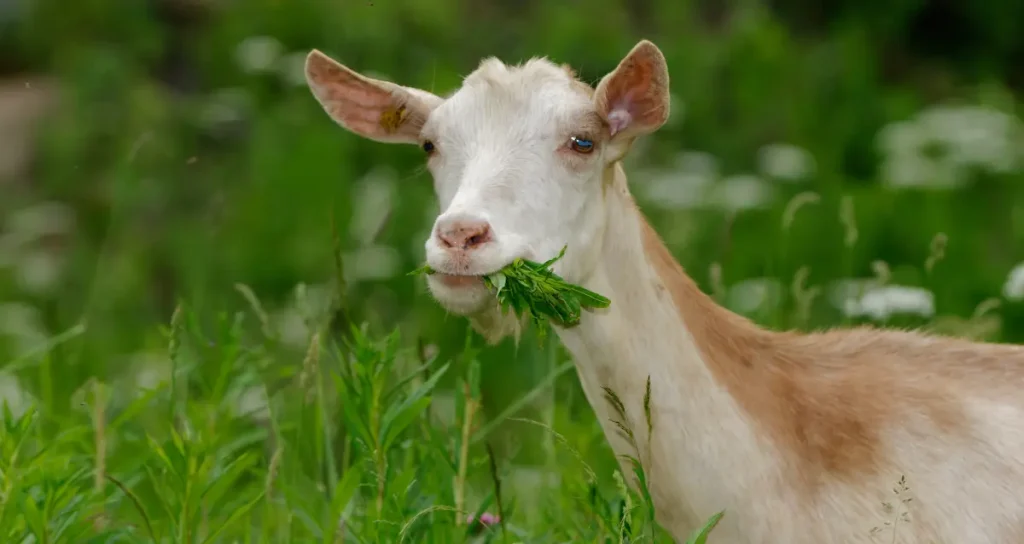 Goat eating grass