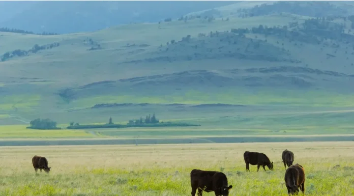 Understanding the 4 Health Benefits of Grass Fed Dairy for Everyone Understanding the 4 Health Benefits of Grass Fed Dairy for Everyone