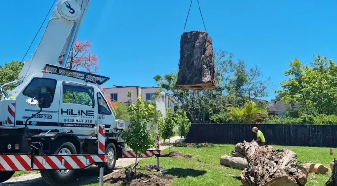 Tree Removal Safety: Best Practices for Homeowners Tree Removal Safety: Best Practices for Homeowners