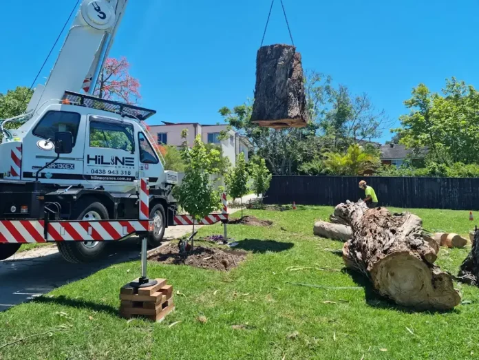 Tree Removal Safety: Best Practices for Homeowners